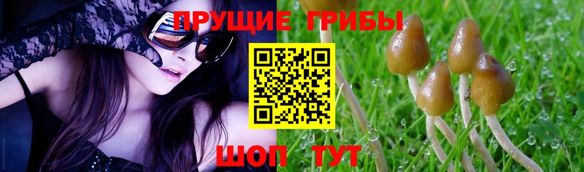 Псилоцибиновые грибы мицелий Муром